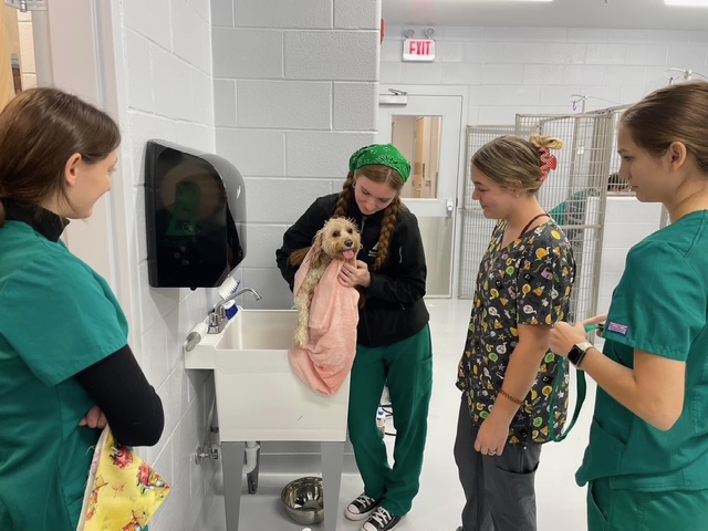 Veterinary Technology students at Pierpont Community & Technical College dry a dog during a Pet Wash Fundraiser event.
