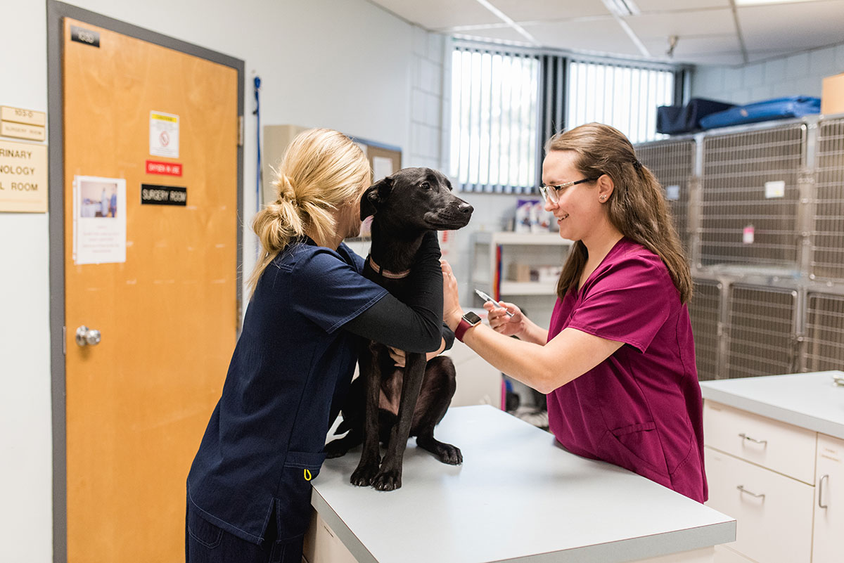 Female student holding dog while another prepares to give him a shot.