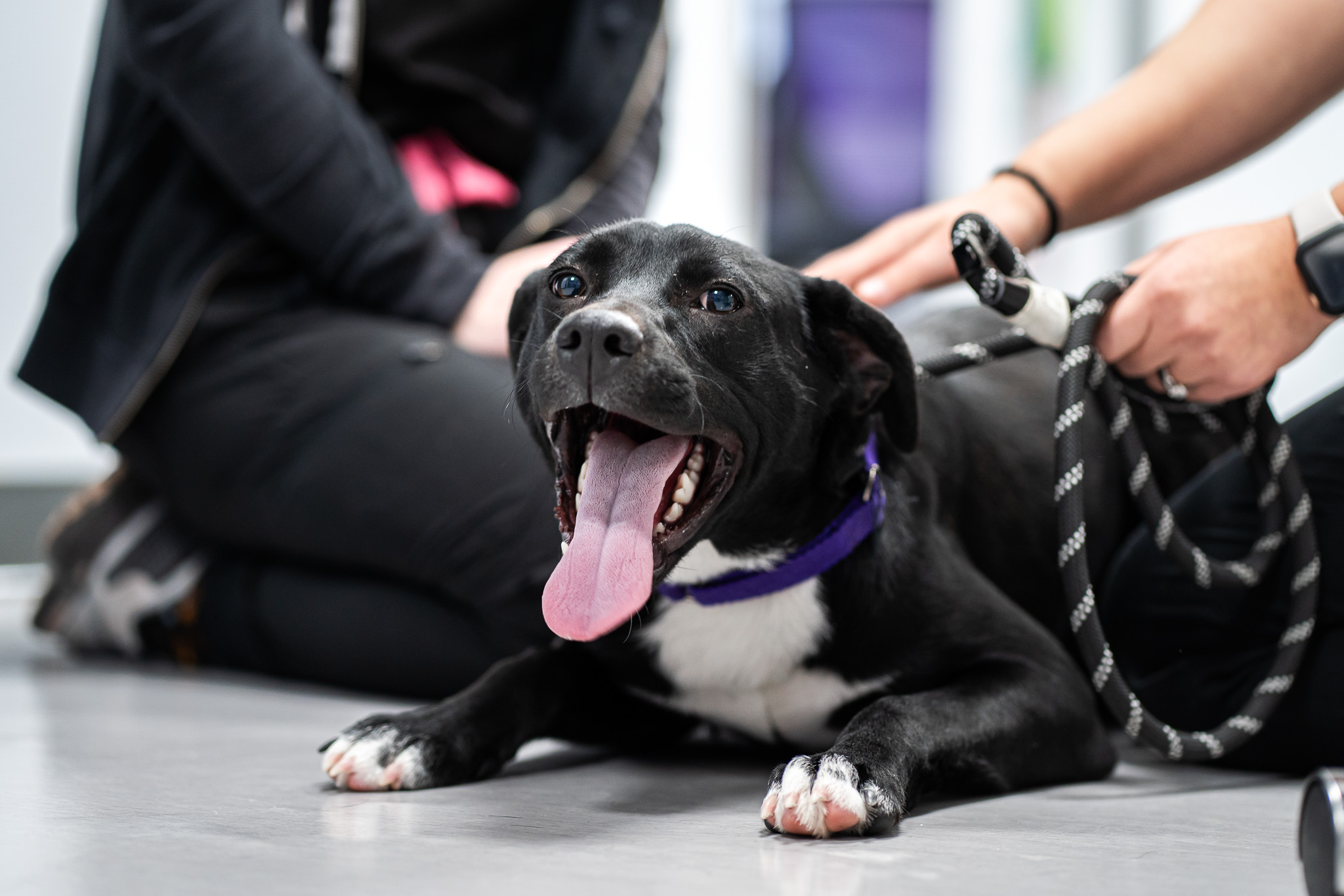 A dog lays on the floor while receiving attention from veterinary technology assistants.