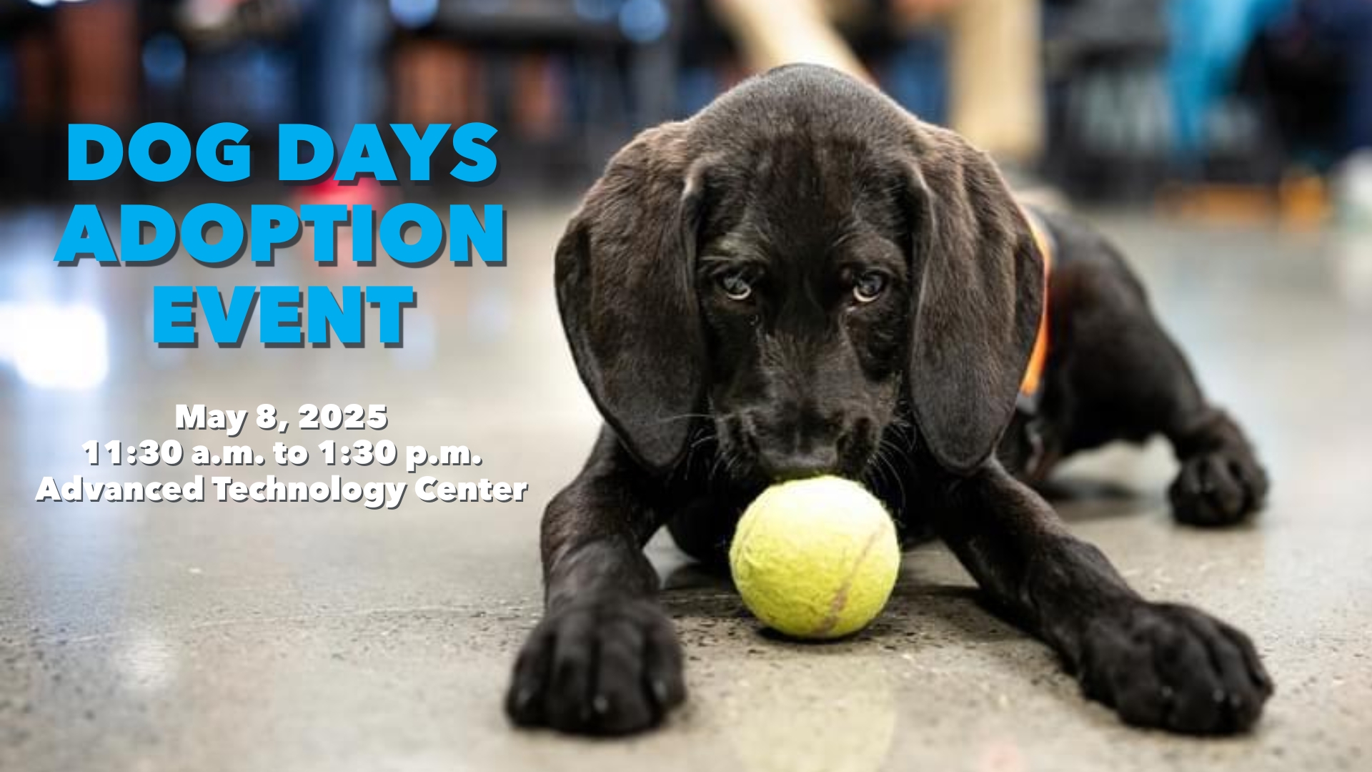 Dog Days Adoption Event