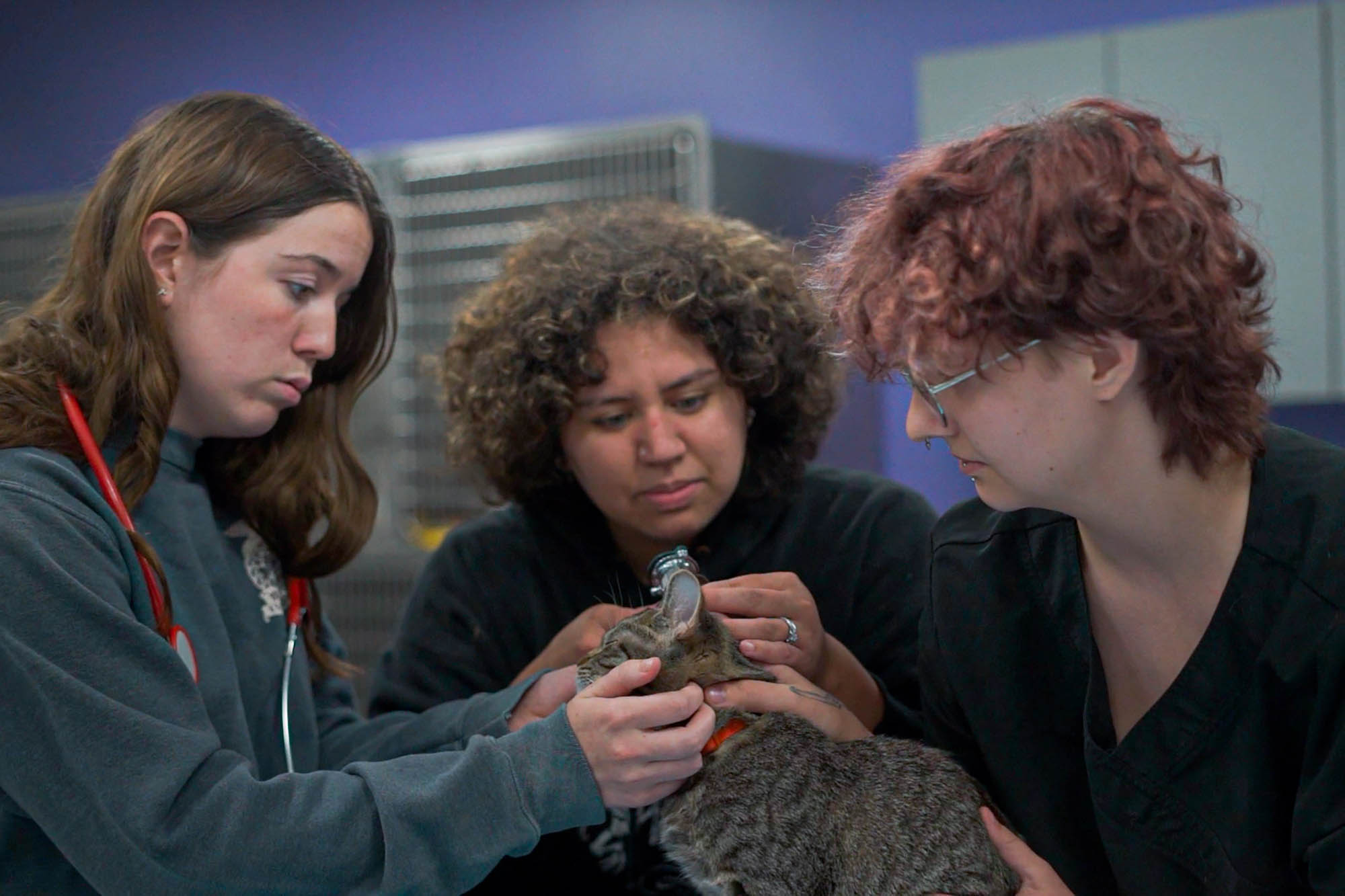 Three students in Pierpont Community & Technical College's Veterinary Technology program examine a cat during a hands-on laboratory exercise, practicing animal handling and clinical assessment skills.